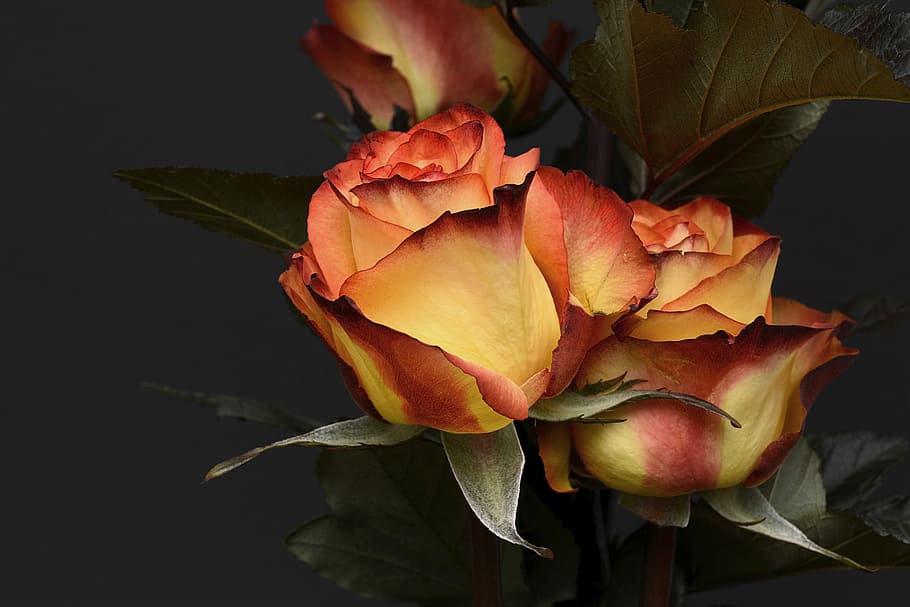 closeup, photography, brown, roses, rose, flower, petal, floral, noble, orange