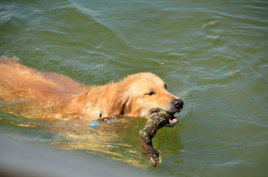 golden retriever, fetching, stick, branch, water, pet, cute, dog, retriever, happy