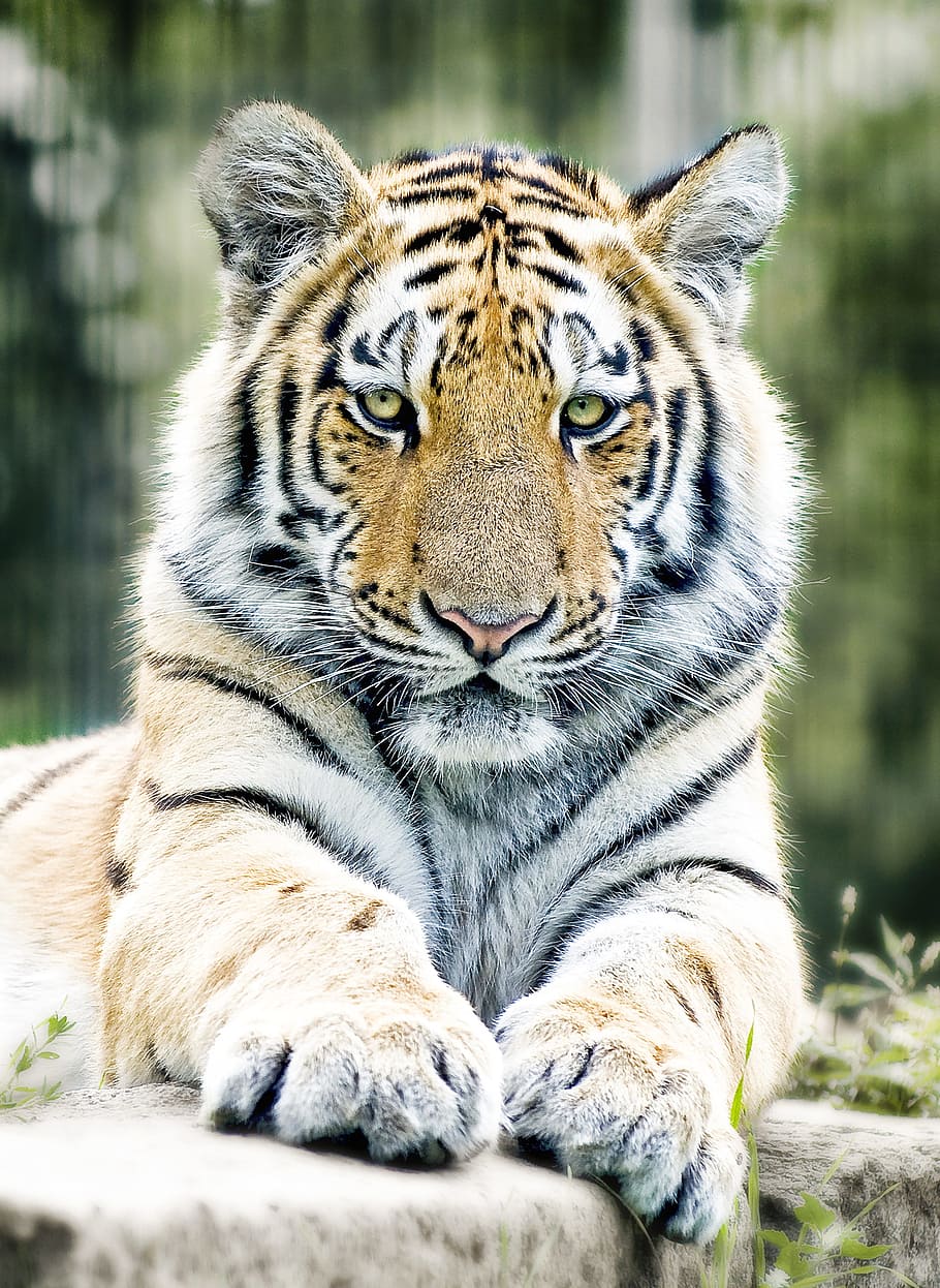взрослый тигр, тигр, сибирский тигр, кошка, зоопарк, хищник, опасно, тигровая лапа, портрет животных, плотоядные животные