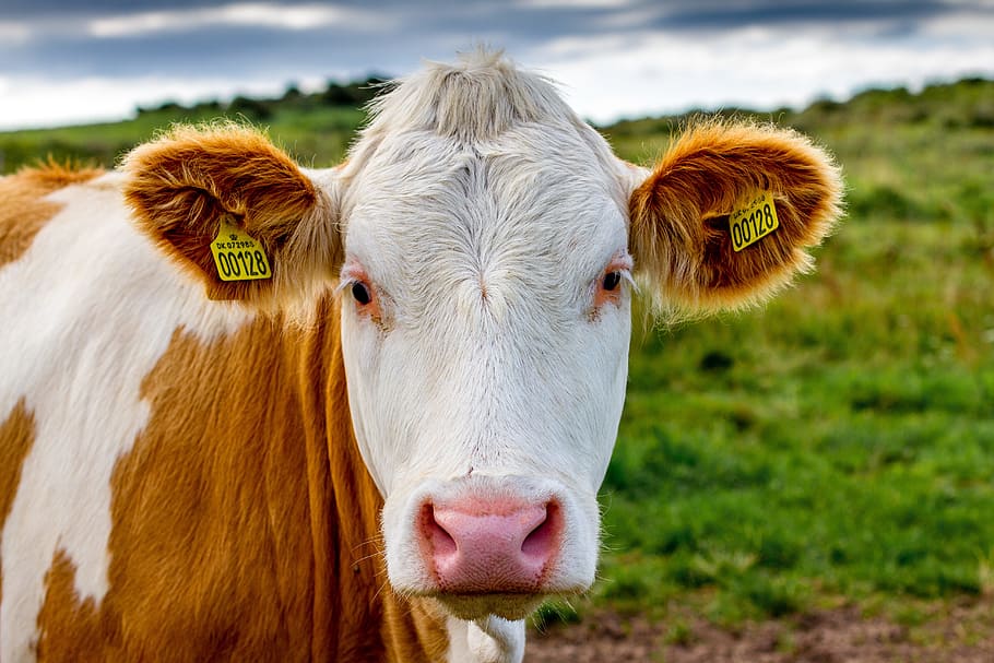 simmental cattle, cow, denmark, milk cow, animal portrait, beef, cows, pasture, livestock, agriculture