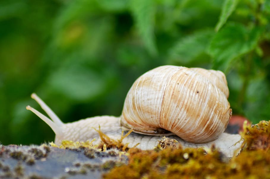 Snail, Insect, Nature, rain, autumn, garden, yellow, field, burgundy snail, animal shell