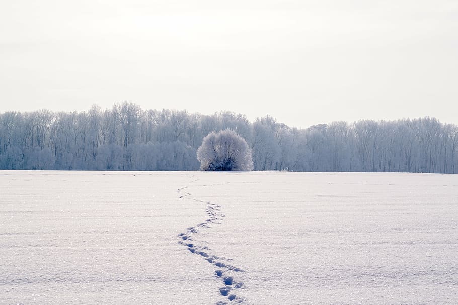 snow, coated, open, field, tree, daytime, traces, snow lane, footprints, reprint