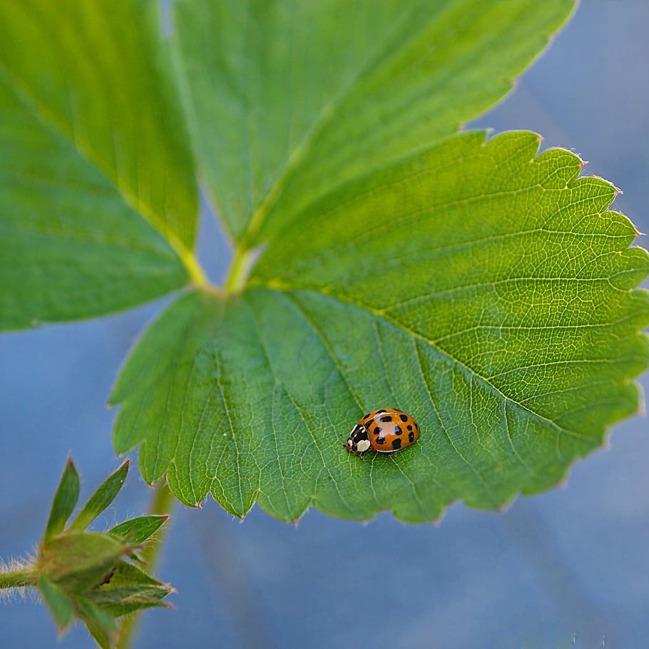 ladybug, leaves, strawberry plant, spring, green, plant part, leaf, insect, animal wildlife, invertebrate