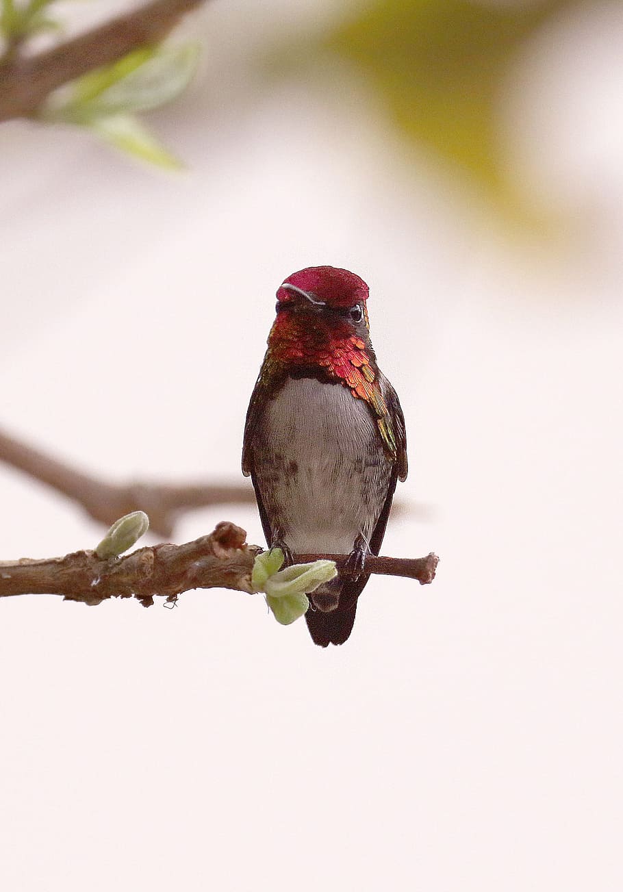 close-up photography, ruby-throated hummingbird perching, branch, Cuba, Hummingbird, Red, Tree, red, tree, perched, bird