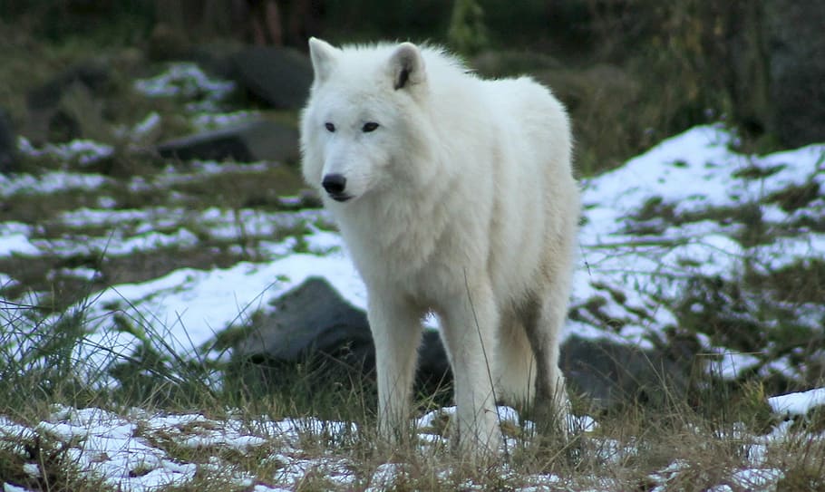 白, オオカミ, 立っている, 雪, 覆われた, 道路, 動物園, 森, 犬, 哺乳類