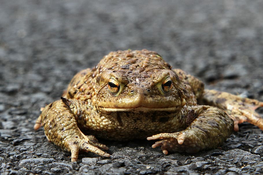 nature, animal, toad migration, amphibian, animal wildlife, one animal, animals in the wild, close-up, portrait, reptile