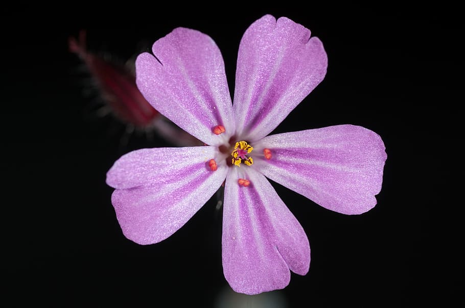 pink, 5-petaled, 5- petaled flower, closeup, flower, pink flower, flowers, nature, plant, flowering plant