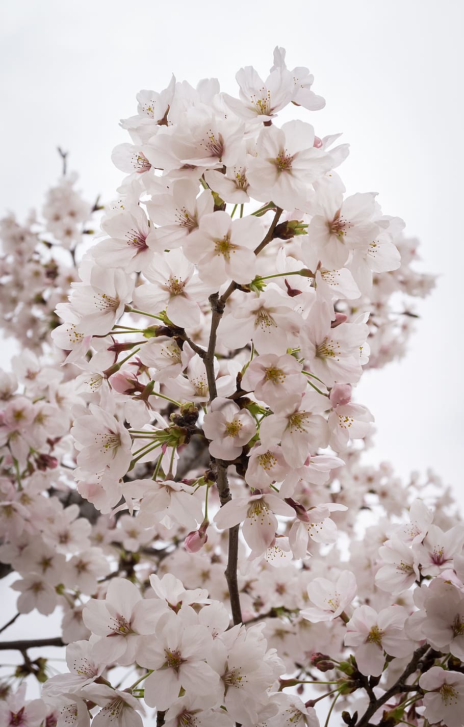 Cherry Blossom, Spring, Wood, Nature, flower tree, spring flowers, white, flowers, plants, white flowers