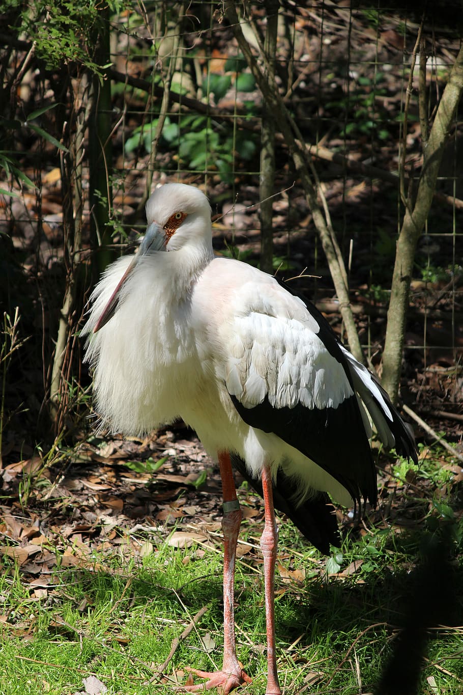 Whooping Crane, Bird, White, black, stork, one animal, white stork, animals in the wild, animal wildlife, animal themes