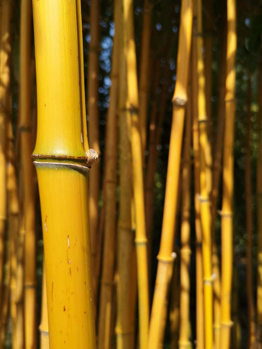 bamboo, yellow, garden, woody, texture, tall, natural, textures, trees, sunshine