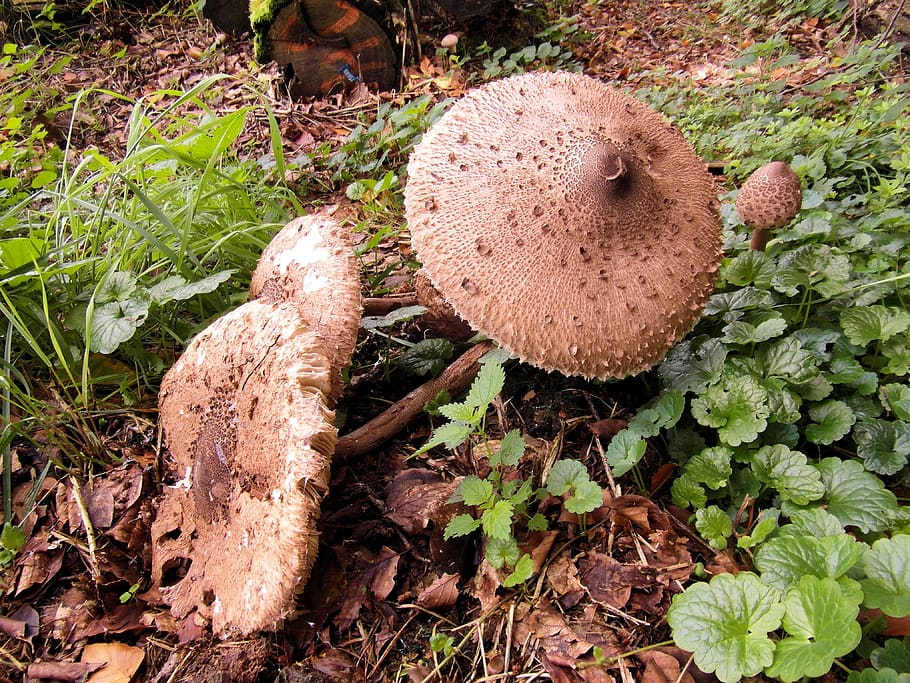 giant screen fungus, boletes, drum mallets, mushroom, forest, autumn, meadow, compost, leaves, fungus