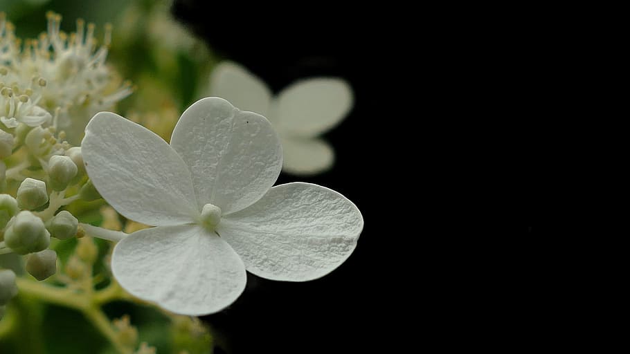 hydrangea, flower, white, blossom, bloom, trauerkarte, map, condolences, kondulenz, last greeting