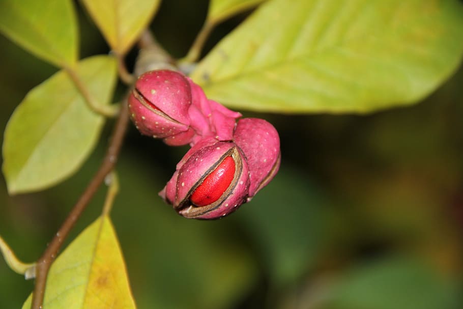magnolia, seed plant, covered more slowly, plant, close-up, leaf, plant part, growth, freshness, beauty in nature