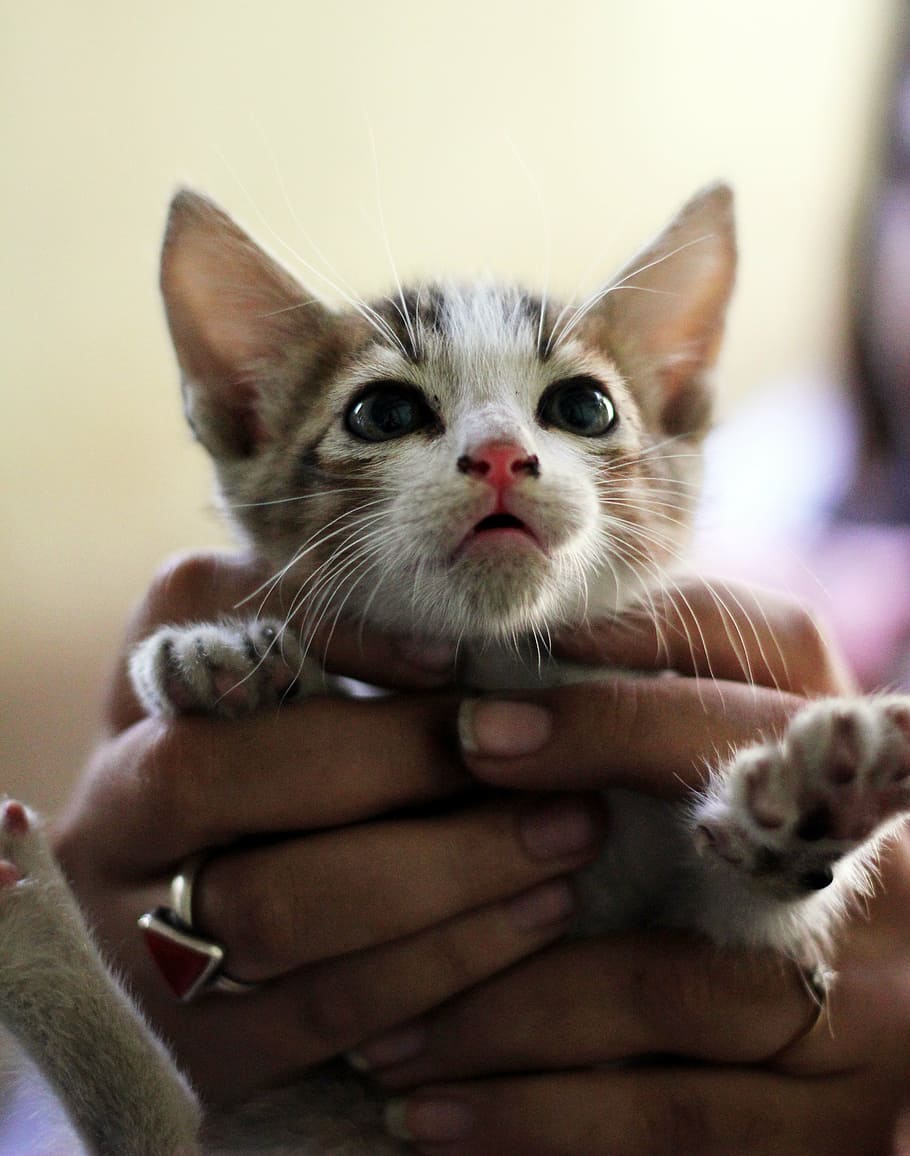 gatinho, bonitinho, mãos, gato, animal de estimação, mamífero, doméstico, animais de estimação, mão humana, animais domésticos