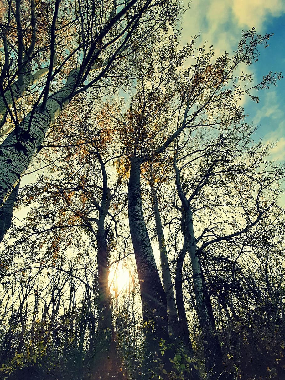 nature, slovakia, autumn, trees, the sky, sun, view, tree, plant, sky
