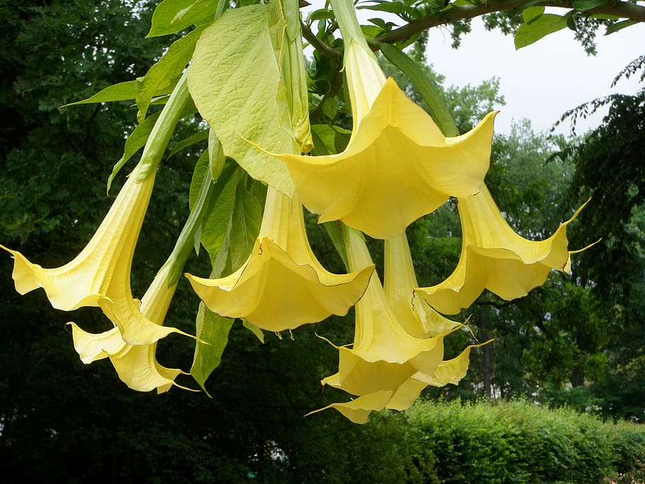 angel trumpet, datura, yellow, single flowers, plant, beauty in nature, growth, nature, tree, day