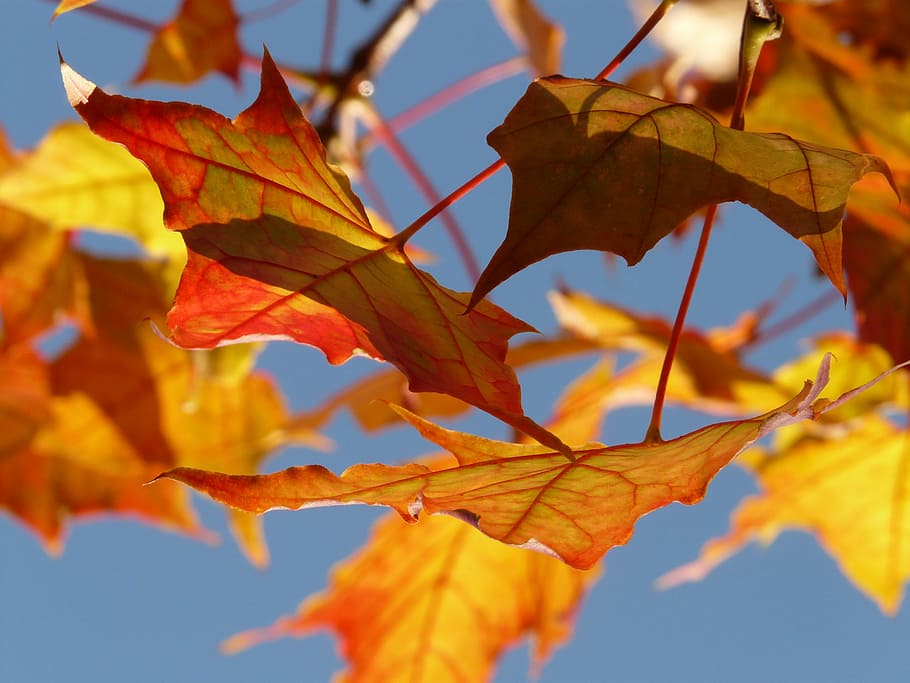 selektif, fotografi fokus, daun maple, musim gugur, daun, maple, warna-warni, warna, cerah, merah