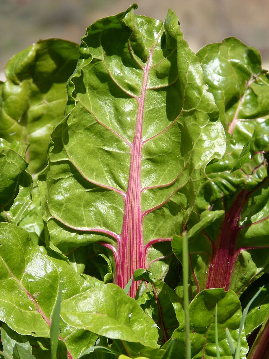 chard, leaf, green, vegetable, food and drink, green color, food, wellbeing, healthy eating, freshness