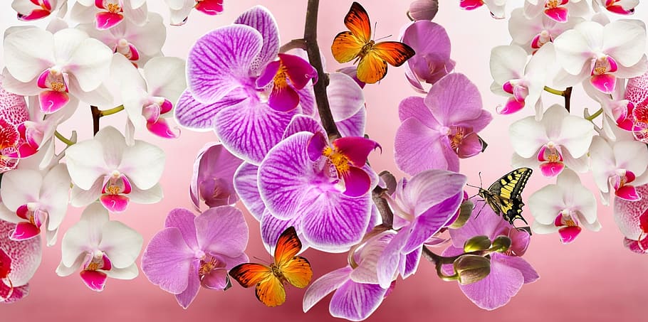 pink, white, moth orchids, orchids, flowers, garden, orquidea, nature, spring, plant