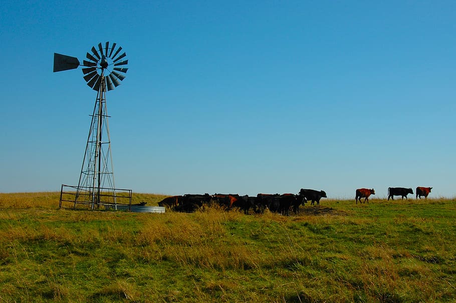 herd, cows, wind vane, cattle, prairie, wind, landscape, meadow, green, animal