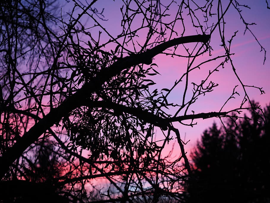 resplandor crepuscular, muérdago, tarde, abendstimmung, puesta del sol, cielo de la tarde, cielo, rojo, rojizo, púrpura