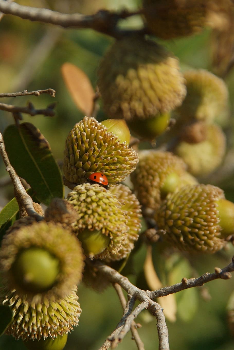 acorn, quercus ithaburensis, Acorn, Quercus Ithaburensis, mount thabor's oak, ladybird, growth, fruit, close-up, plant, food and drink