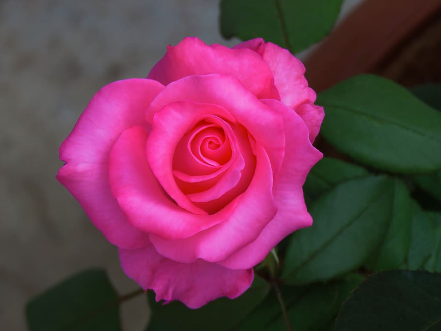 milk pink rose, pink rose, rose, pink, refreshment, love, romantic, beautiful, beauty in nature, flower