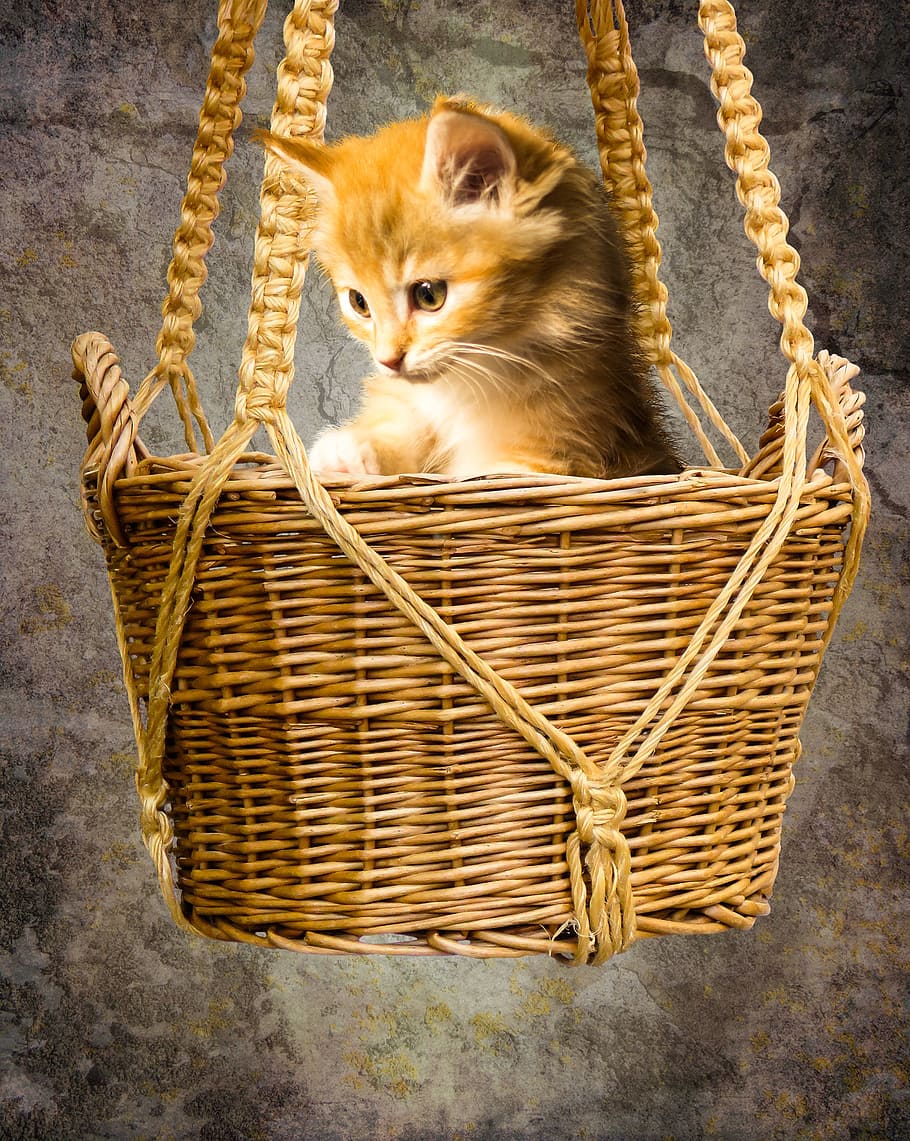 orange, tabby, cat, hanging, wicker basket, animals, pet, young cat, small cat, basket