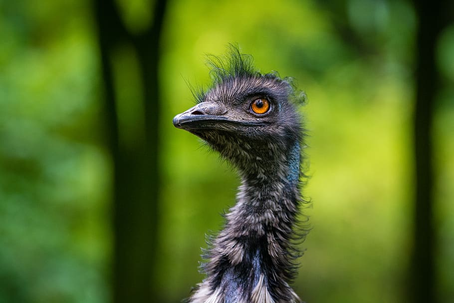 Emu, close-up, grey, bird, one animal, animal, animal themes, animal wildlife, animals in the wild, vertebrate