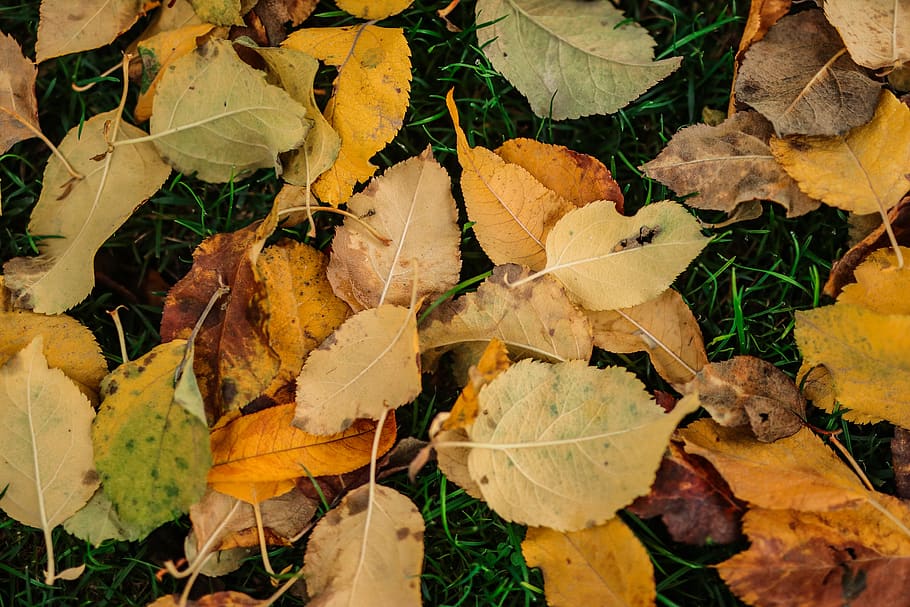 All the leaves are brown