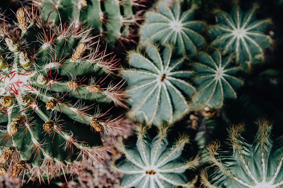 cactus, suculentas, naturaleza, planta, fondo, resumen, españa, madrid, mixto, crecimiento