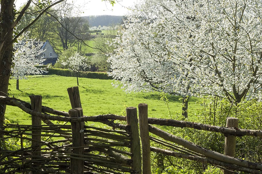 blossom, spring, pound sign, pasture, nature, bloom, plant, tree, beauty in nature, fence