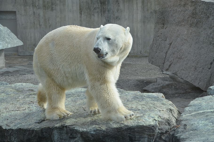 polar, bear, gray, rock, Polar Bear, Zoo, White Bear, white, predator, one animal