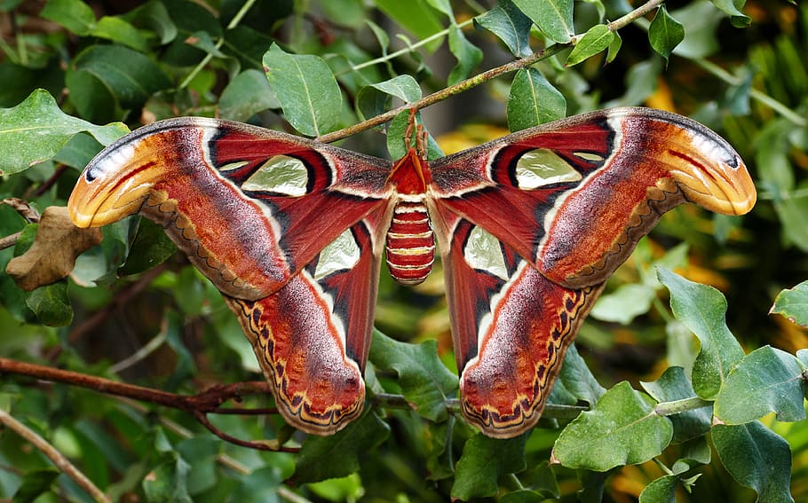 Atlas moth, Attacus atlas, moth, leaf, plant part, close-up, nature, growth, green color, plant