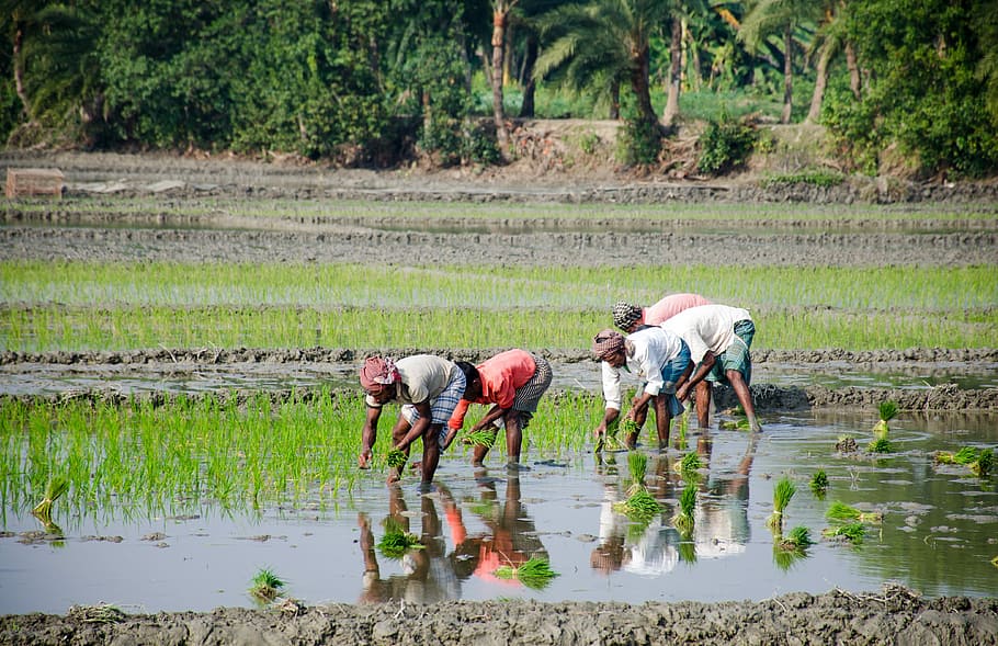 people planting rice, labour day, work, working peoples, lifestyle, street, photographs, photography, farming, water