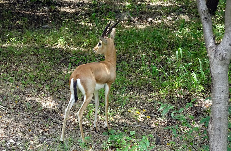 chinkara, gazella bennettii, indian gazelle, ravine deer, gujarat chinkara, g, b, christii, animal, wildlife