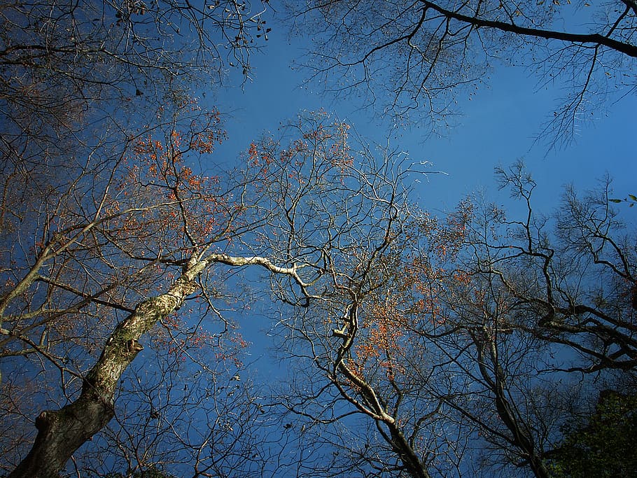wood, winter, fallen leaves, sky, fine weather, japan, hakone, tree, plant, low angle view
