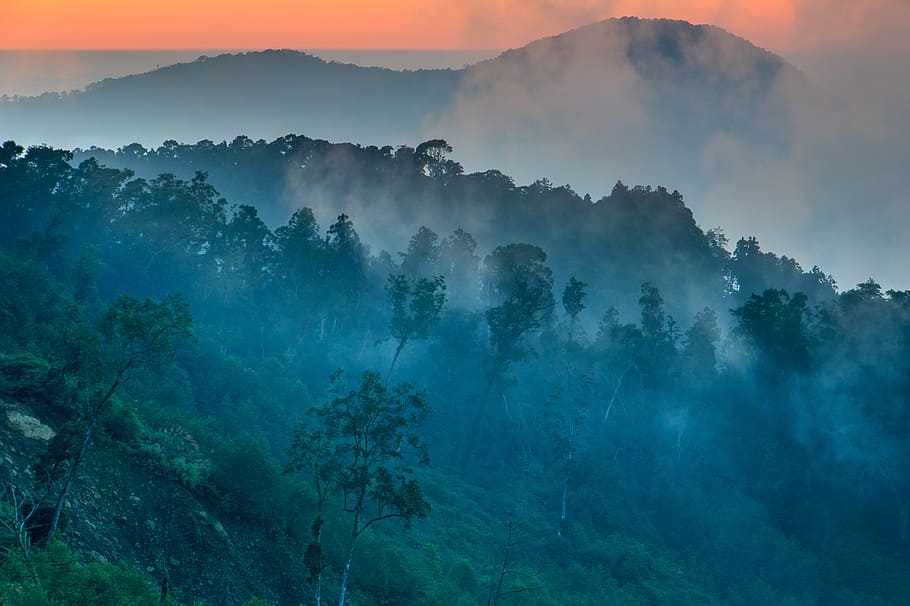 Erwanping, mountain, trees, daytime, fog, tree, beauty in nature, scenics - nature, tranquil scene, plant