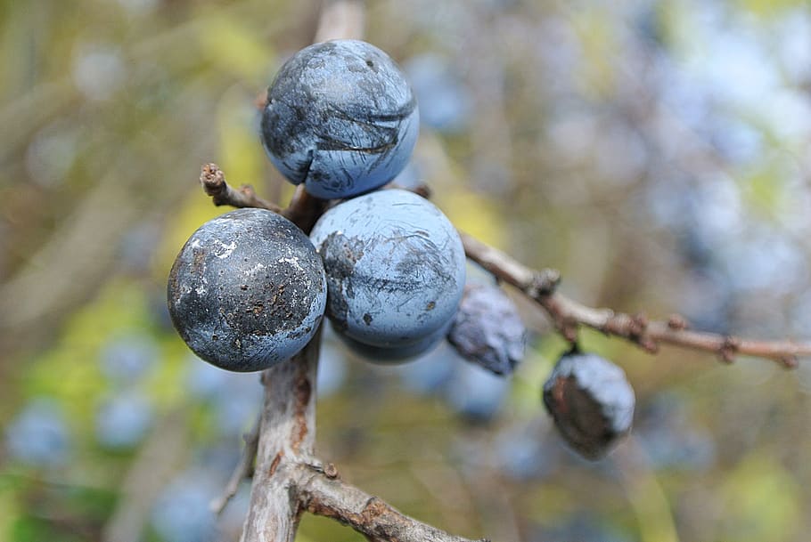 sloes, musim gugur, memetik, biru, blackthorn, semak, schlehendorn, berry, buah-buahan, steinobstgewaechs
