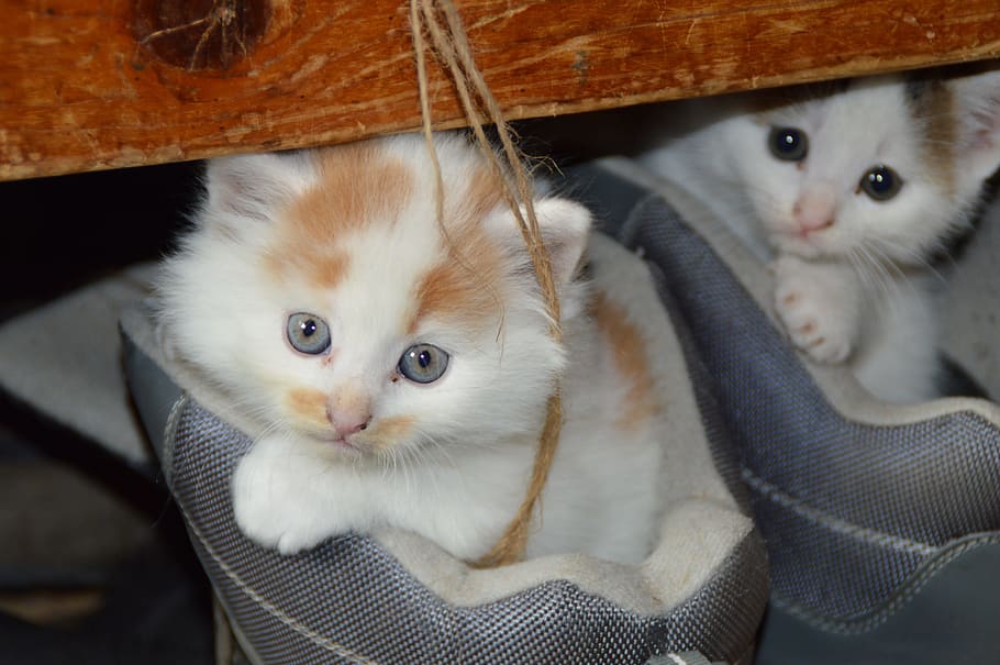 dua anak kucing putih-oranye, kucing, hewan peliharaan, mata kucing, mieze, sayang, kucing imut, sepatu, domestik, hewan domestik
