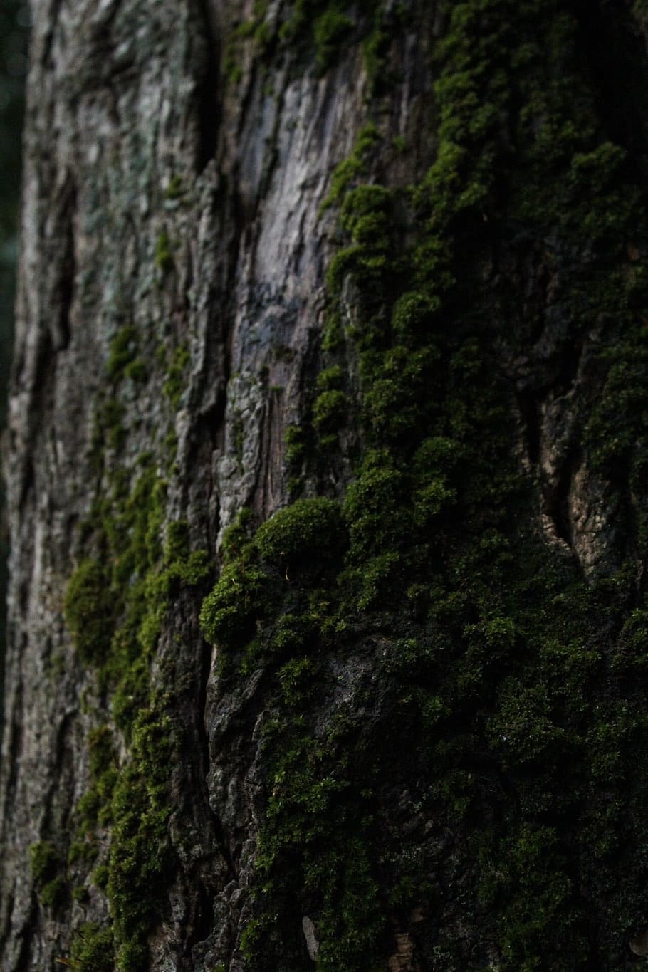 tree, foam, nature, plant, tree trunk, trunk, growth, textured, moss, beauty in nature