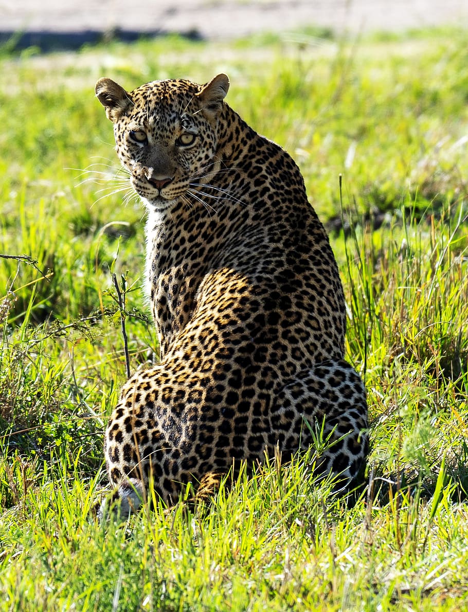 kenya, leopard, big cat, feline, animal themes, animal, cat, mammal, animal  wildlife, animals in the wild | Pxfuel