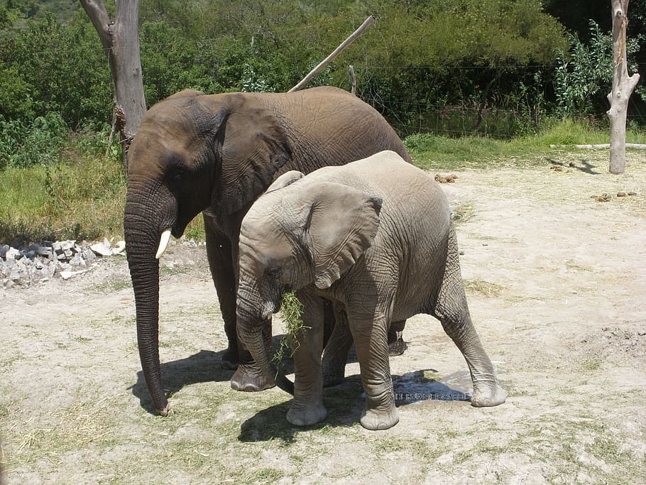 africam safari, elefante, vida selvagem, natureza, orelhas, mamífero, selva, animais, bebê, lindo