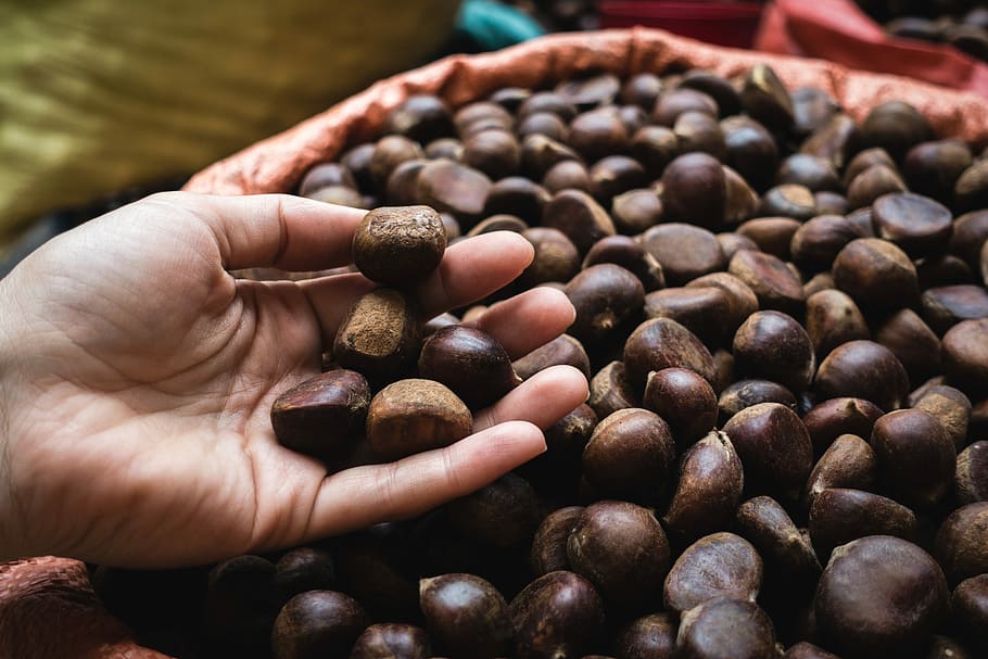 picking up chestnuts, chestnuts, close up, hands, nuts, bean, brown, caffeine, coffee Crop, coffee Bean