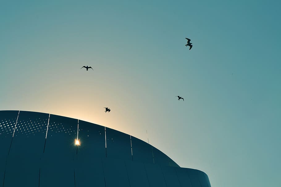 silhouette, birds, building, low, angle, photography, four, flying, sky, daytime
