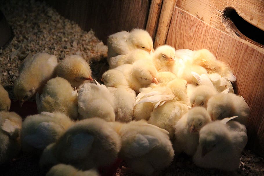 chickens, birds, group, poultry, living nature, chicks, elitexpo, yellow, box, feathered race