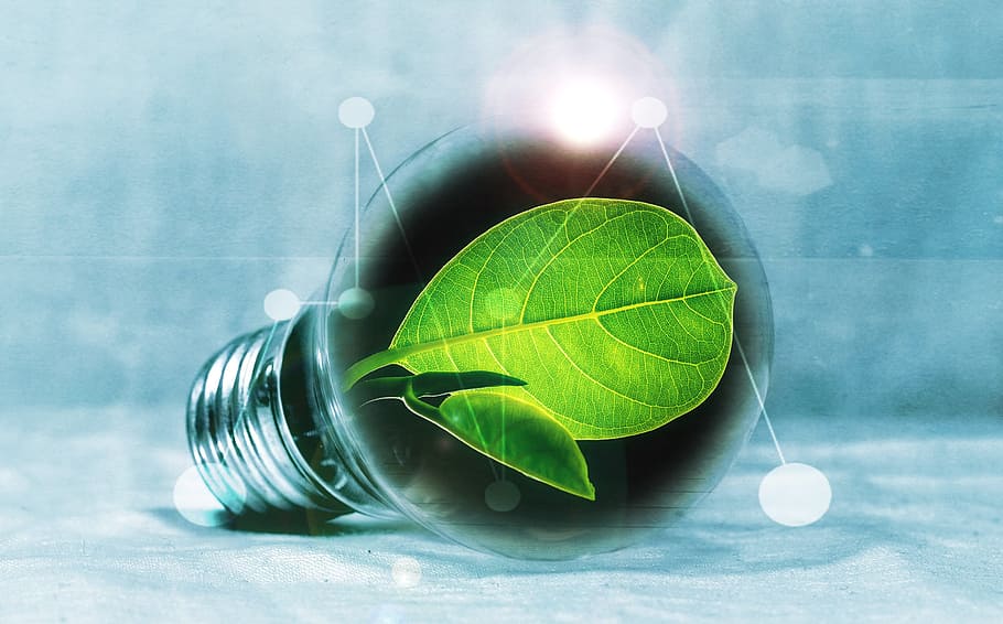 green, leaf, inside, led, bulb graphics art, light bulb, chlorophyll, leaf green, light, pear