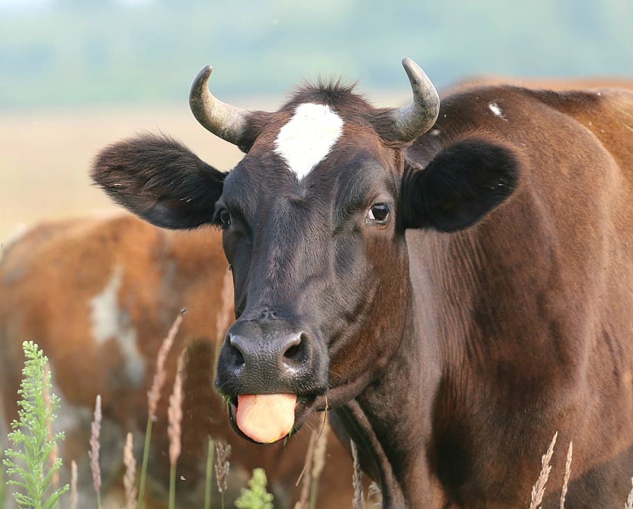 brown, cow, showing, tongue, the language, tease, joke, show, cheating, animal