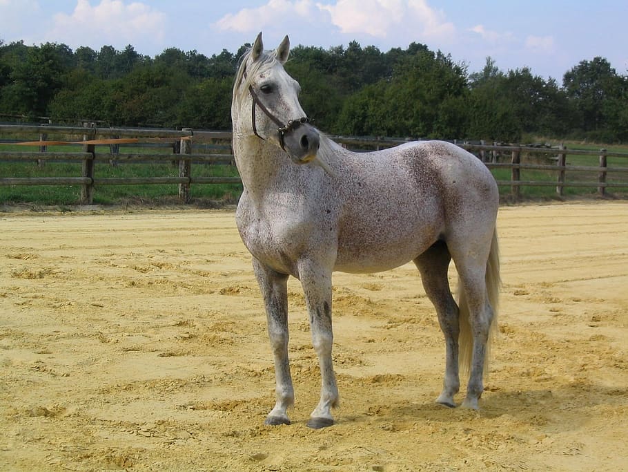 gris, caballo, marrón, arena, durante el día, animales, blanco, equino, equitación, caballo blanco
