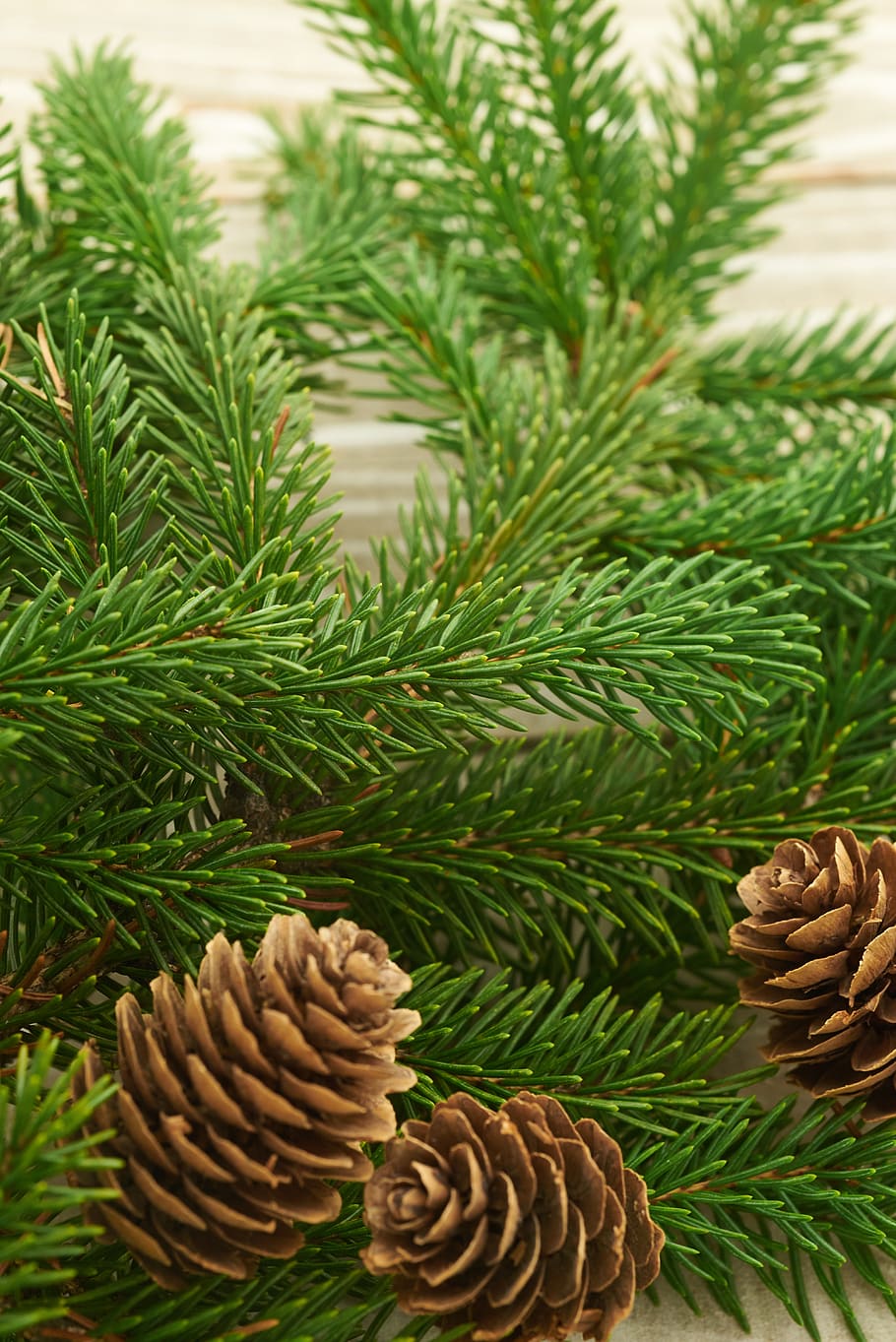 seasonal, backgrounds, christmas, flat lay, pine, tree, branches, festive, cone, holiday